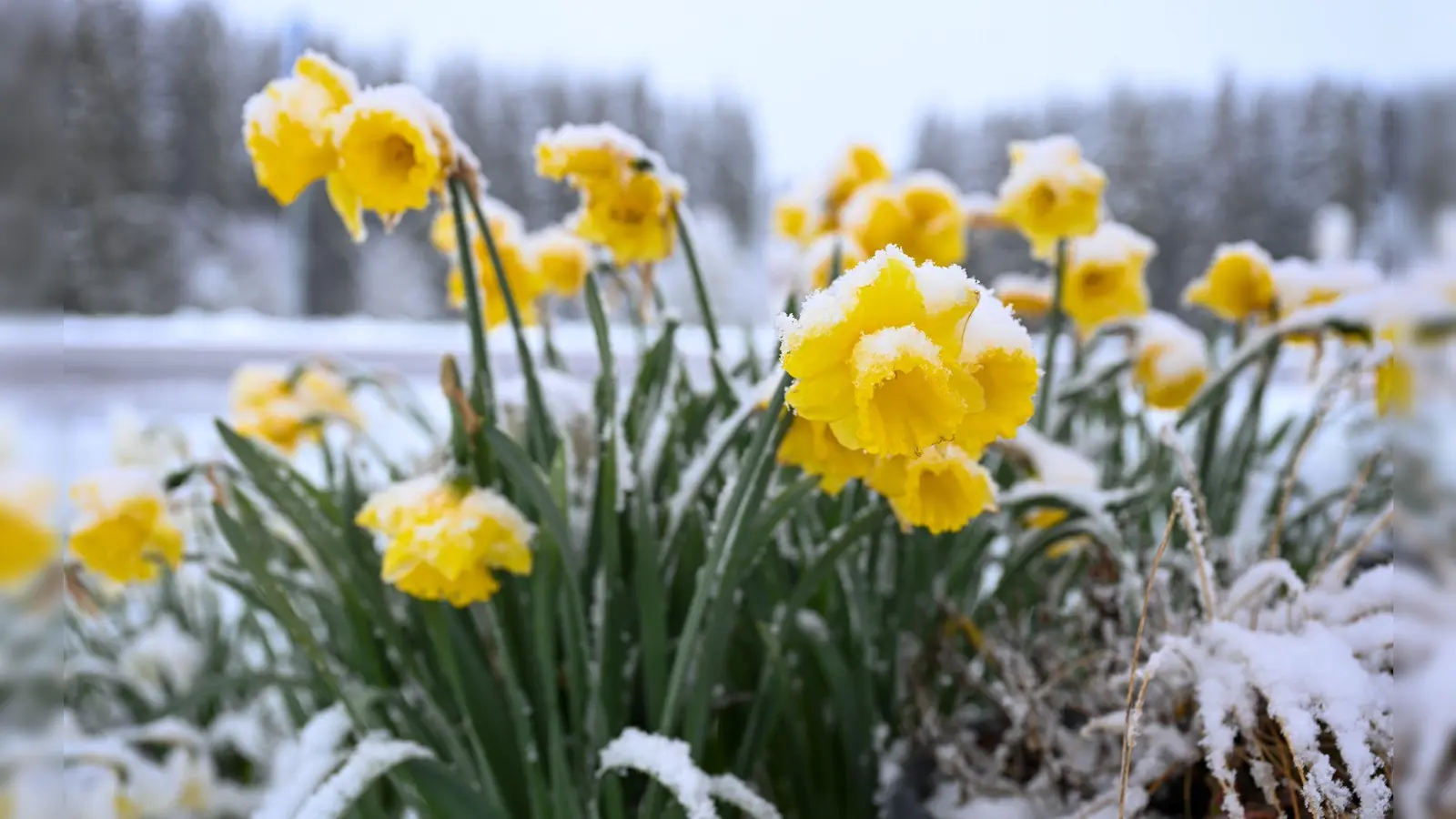 Schnee auf gelben Narzissen, auch Osterglocken genannt, in Böhemnkirch (Baden-Württemberg). (Foto: Marius Bulling/dpa)