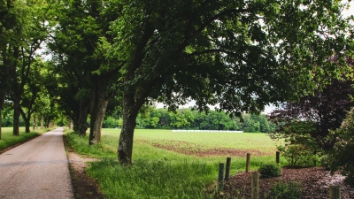 Die Mutschachallee wird von der Baumaßnahme stark betroffen sein. Die geplante neue Straße wird unter der Allee hindurchführen. Der Wald im Hintergrund ist das Naherholungsgebiet Mutschachwald. (Foto: Martina Haas)