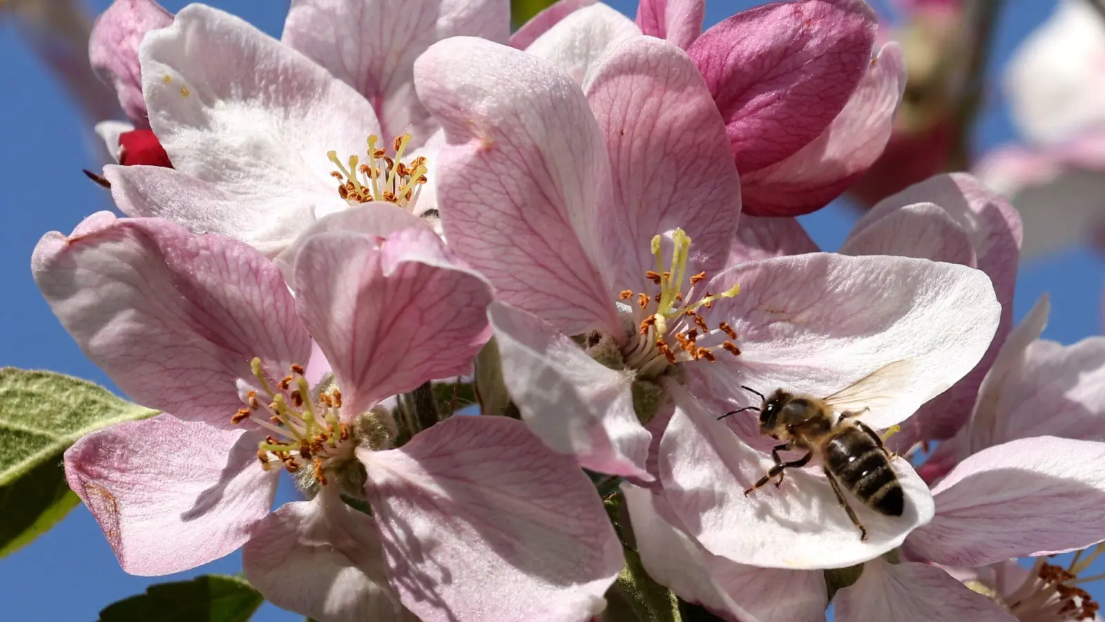 Eine Biene bedient sich im mecklenburgischen Gnoien an einer Apfelblüte. (Foto: Bernd Wüstneck/dpa)