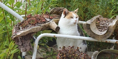 Dass sich Katzen gerne im Freien aufhalten, ist unter Tierfreundinnen und Tierfreunden bekannt. Die Grünen plädieren dafür, dass die Besitzenden ihre Tiere kastrieren lassen sollten. (Foto: Antonia Müller)