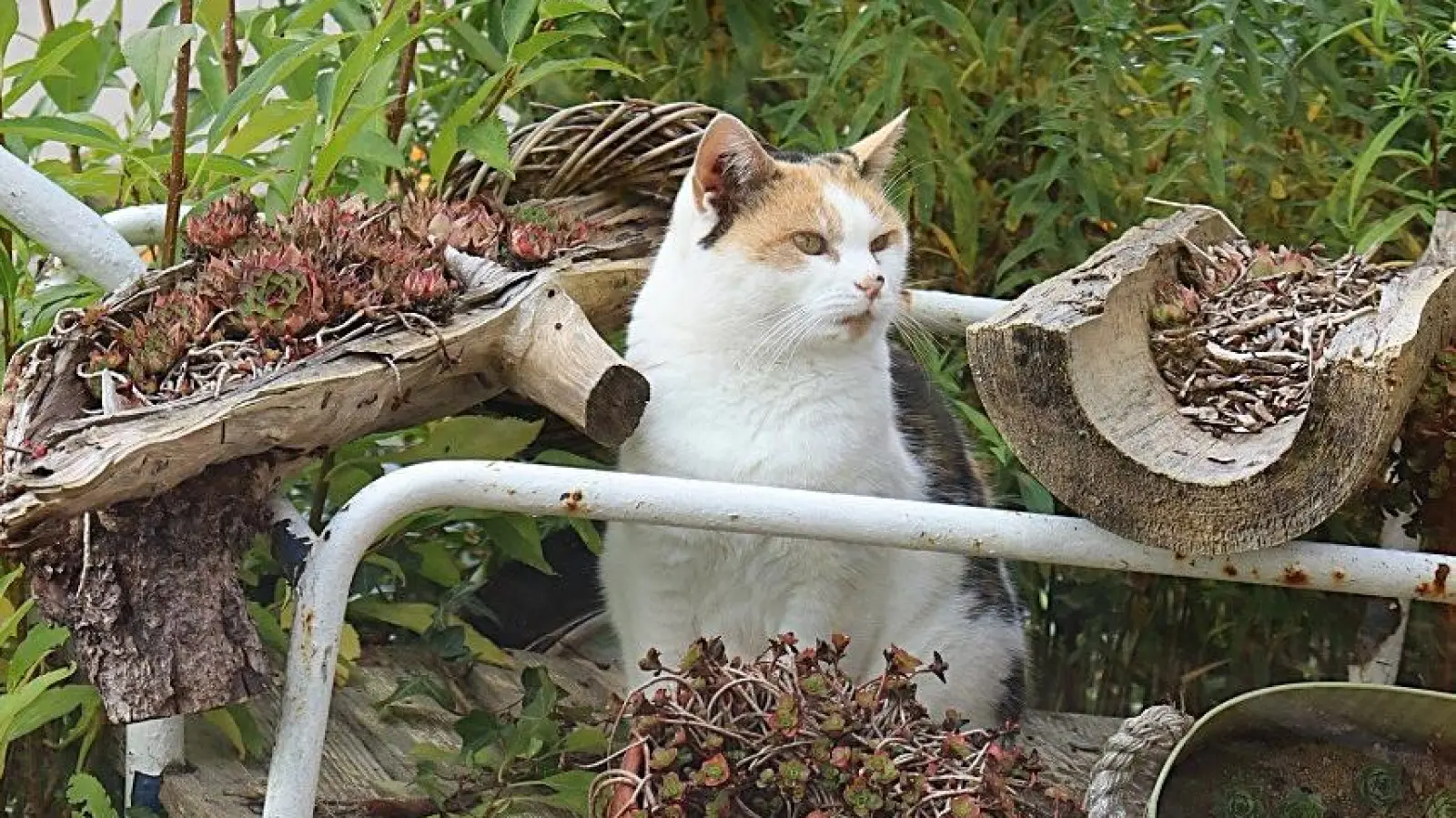 Dass sich Katzen gerne im Freien aufhalten, ist unter Tierfreundinnen und Tierfreunden bekannt. Die Grünen plädieren dafür, dass die Besitzenden ihre Tiere kastrieren lassen sollten. (Foto: Antonia Müller)