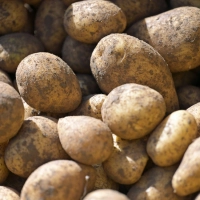 Nach einer sehr guten Ernte im Vorjahr lief es heuer für die Kartoffelbauern in Bayern schlechter. Aber die Erzeugerpreise sind höher. (Symbolbild) (Foto: Malin Wunderlich/dpa)
