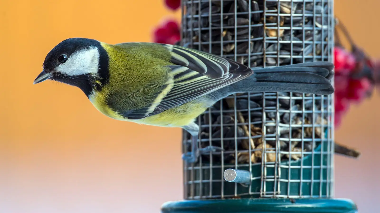 Hunger? Meisen und Co. freuen sich im Winter über Unterstützung bei der Futtersuche. (Foto: Patrick Pleul/dpa/dpa-tmn)