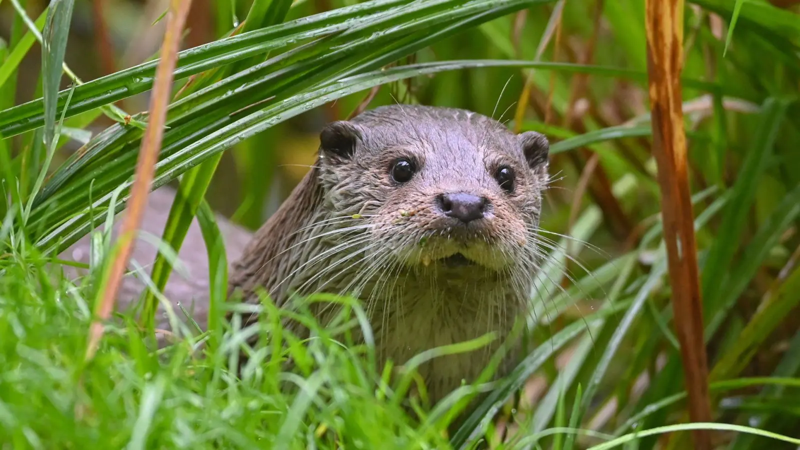 Der Streit um den Fischotter in Bayern währt schon Jahre. (Symbolbild)  (Foto: Patrick Pleul/dpa)