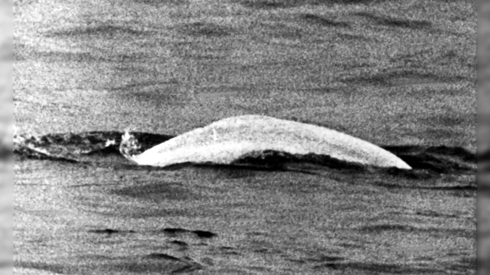 Weißer Wal im trüben Rhein: Fast einen Monat lang war Moby Dick 1966 zwischen Duisburg und Rheinland-Pfalz unterwegs. (Foto: picture alliance / dpa)