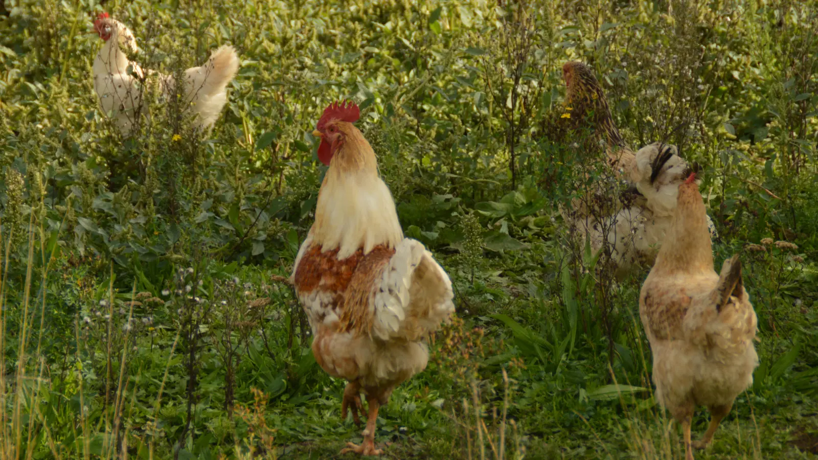 Für alle gewerblichen und privaten Halter von Geflügel haben die aktuellen Einschränkungen gravierende Folgen.  (Archivfoto: Franziska Back)