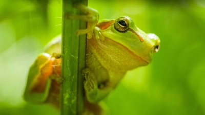 Der Laubfrosch ist im westlichen Mittelfranken selten geworden. Er braucht mehr Lebensräume.  (Archivbild: Klaus Eberhardt)