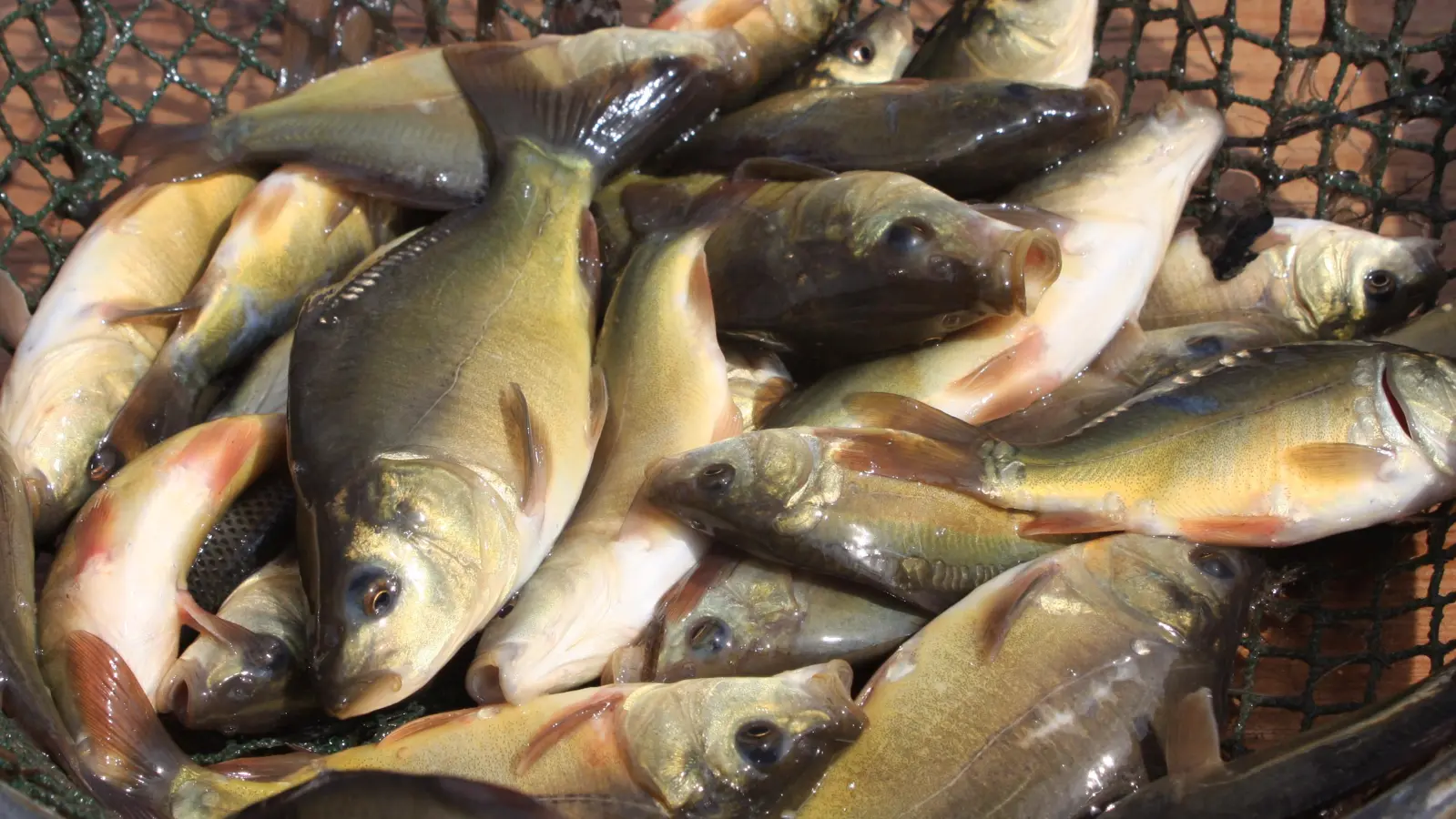 Für die Fische (im Bild Babykarpfen aus einem anderen Teich) bedeutete die Hitze in den vergangenen Tagen Stress. In Bad Windsheim starben sogar viele. (Archivbild: Harald Siller)