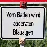 Bei einer Untersuchung im Baggersee Breitengüßbach wurden vereinzelt Blaualgen nachgewiesen.  (Foto: Julian Stratenschulte/dpa)