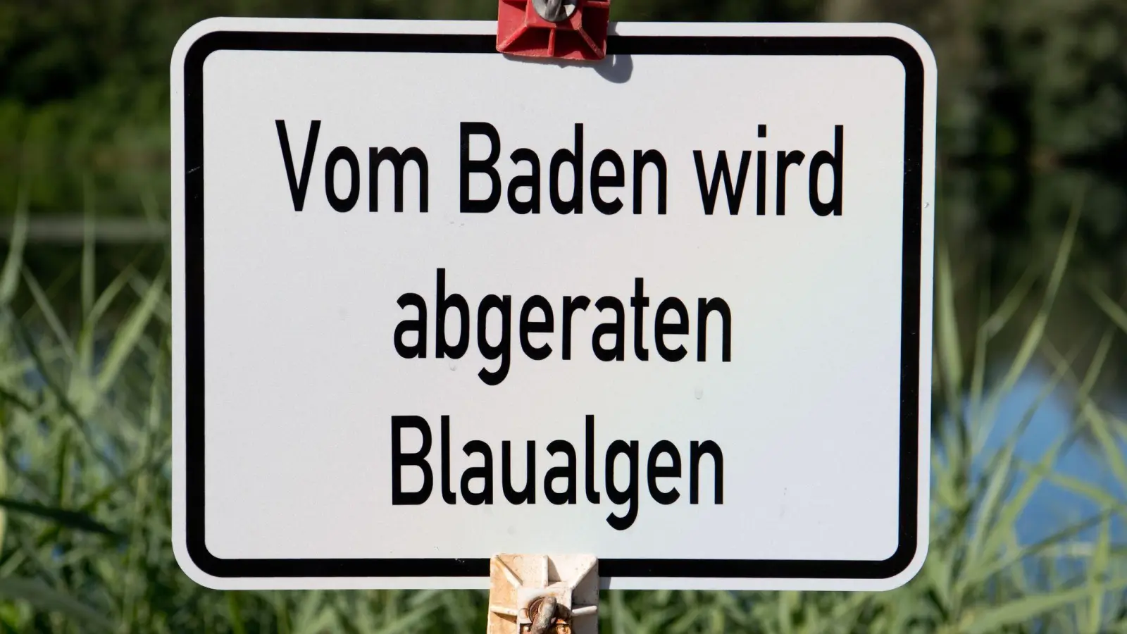 Bei einer Untersuchung im Baggersee Breitengüßbach wurden vereinzelt Blaualgen nachgewiesen.  (Foto: Julian Stratenschulte/dpa)