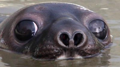 Mützenrobben in der Arktis gelten jetzt als „stark gefährdet“ (Archivbild) (Foto: picture alliance / dpa)