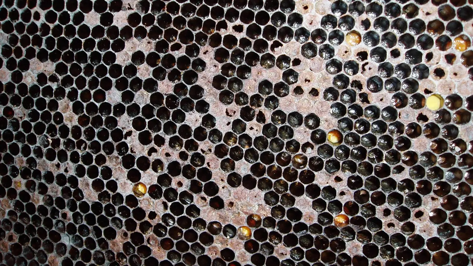 Löchrige Brutwaben sind ein Zeichen der Amerikanischen Faulbrut. Der Erreger der Bienenseuche wurde in einem Bienenvolk bei Rothenburg nachgewiesen. (Foto: Landratsamt Ansbach)