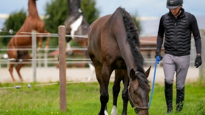 Tierischer Job: Die Arbeit mit Pferden gehört zum Alltag von Pferdewirtschaftsmeistern wie Jan Schulze Niehues. (Foto: Kirsten Neumann/dpa-tmn)