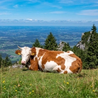 Das heitere Wetter eignet sich gut für einen Sonntagsspaziergang.  (Foto: Peter Kneffel/dpa)
