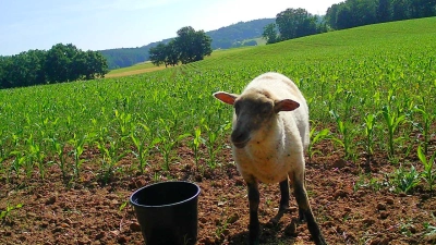 Wasser und Müsli lockten das freilaufende Schaf an. Das Foto hat eine Wildkamera aufgenommen, die von den Tierliebhaberinnen an der Futterstelle installiert worden war. (Foto: Hundesuchhilfe Franken e.V. )