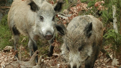 Einige der Wildschweine wurden bei der Kollision mit Fahrzeugen auf der Autobahn getötet.  (Symbolbild: Peter Zumach)