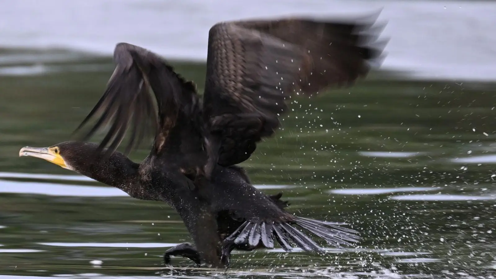 Ein Kormorane startet an der Lipach-Mündung zum Flug über den Bodensee. (Foto: Felix Kästle/dpa)