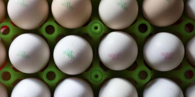 Das Veterinäramt am Landratsamt Ansbach ruft Geflügelhalter zu erhöhter Wachsamkeit auf.  (Symbolbild: Karl-Josef Hildenbrand/dpa)