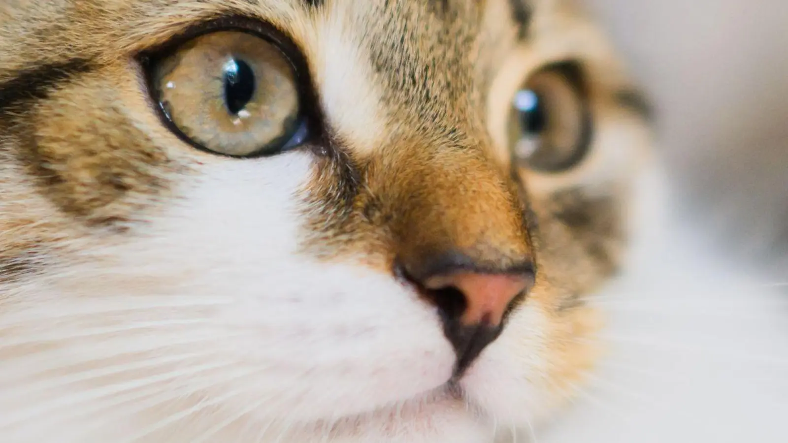 Katzen sind beliebte Haustiere und werden unter anderem für ihre Zuneigung geschätzt. (Foto: Julian Stratenschulte/dpa)