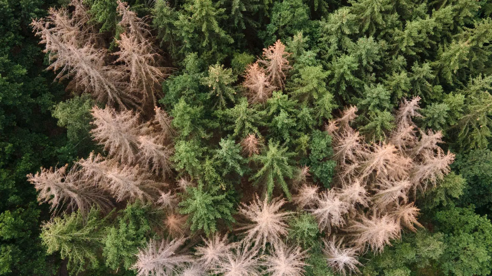 Vor allem im Harz, im Bergischen Land und in Thüringen ist der Waldrückgang besonders groß. (Archivbild) (Foto: Sebastian Kahnert/dpa-Zentralbild/dpa)