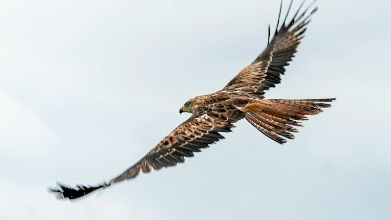 Rotmilane sind majestätische Greifvögel. Ein solcher Vogel wurde nun mutmaßlich in Hemmersheim im Landkreis Neustadt/Aisch vergiftet. (Symbolbild: Axel Heimken/dpa)