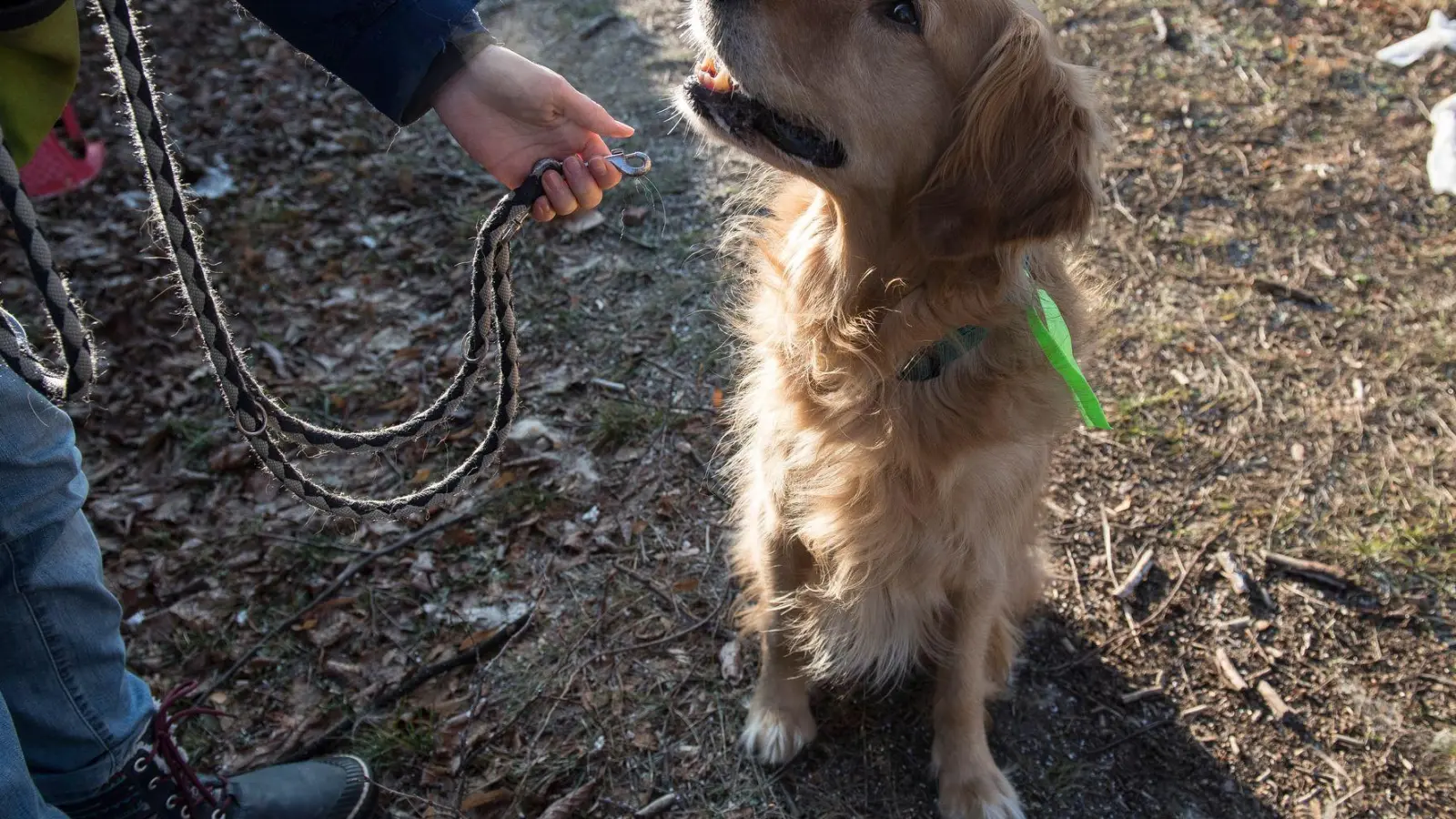 Einen unkastrierten Rüden sollte man in Gegenwart einer läufigen Hundedame lieber an die Leine nehmen. (Foto: Robert Günther/dpa-tmn)