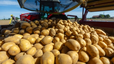 Dürre und kleinere Anbauflächen lassen die Kartoffelernte schrumpfen. (Archivbild) (Foto: Christoph Schmidt/dpa)