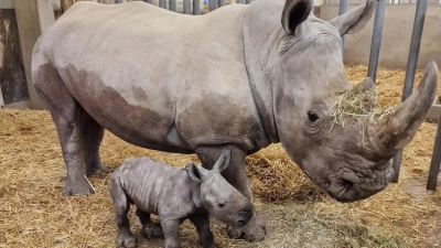 Nashorn-Mutter Wiesje steht im Augsburger Zoo mit ihrem männlichen Jungen. (Foto: Peter Bretschneider/Zoo Augsburg/dpa/Archivbild)