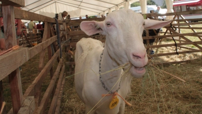 Das Futter schmeckt trotz des neugierigen Fotografen. (Foto: Hans-Bernd Glanz)