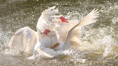Streit gehört zum Leben dazu: Er kann zwar schmerzhaft sein, wirkt aber oft als Katalysator für mehr Verständnis und Nähe (Foto: Thomas Frey/dpa/dpa-tmn)