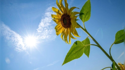 Die Sonne soll sich in den kommenden Tagen öfter zeigen. (Archivbild) (Foto: Pia Bayer/dpa)