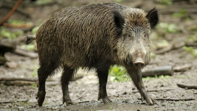 Bisher verhält sich das Wildschwein auf dem Friedhof wohl friedlich. (Archivbild) (Foto: Fredrik von Erichsen/dpa)