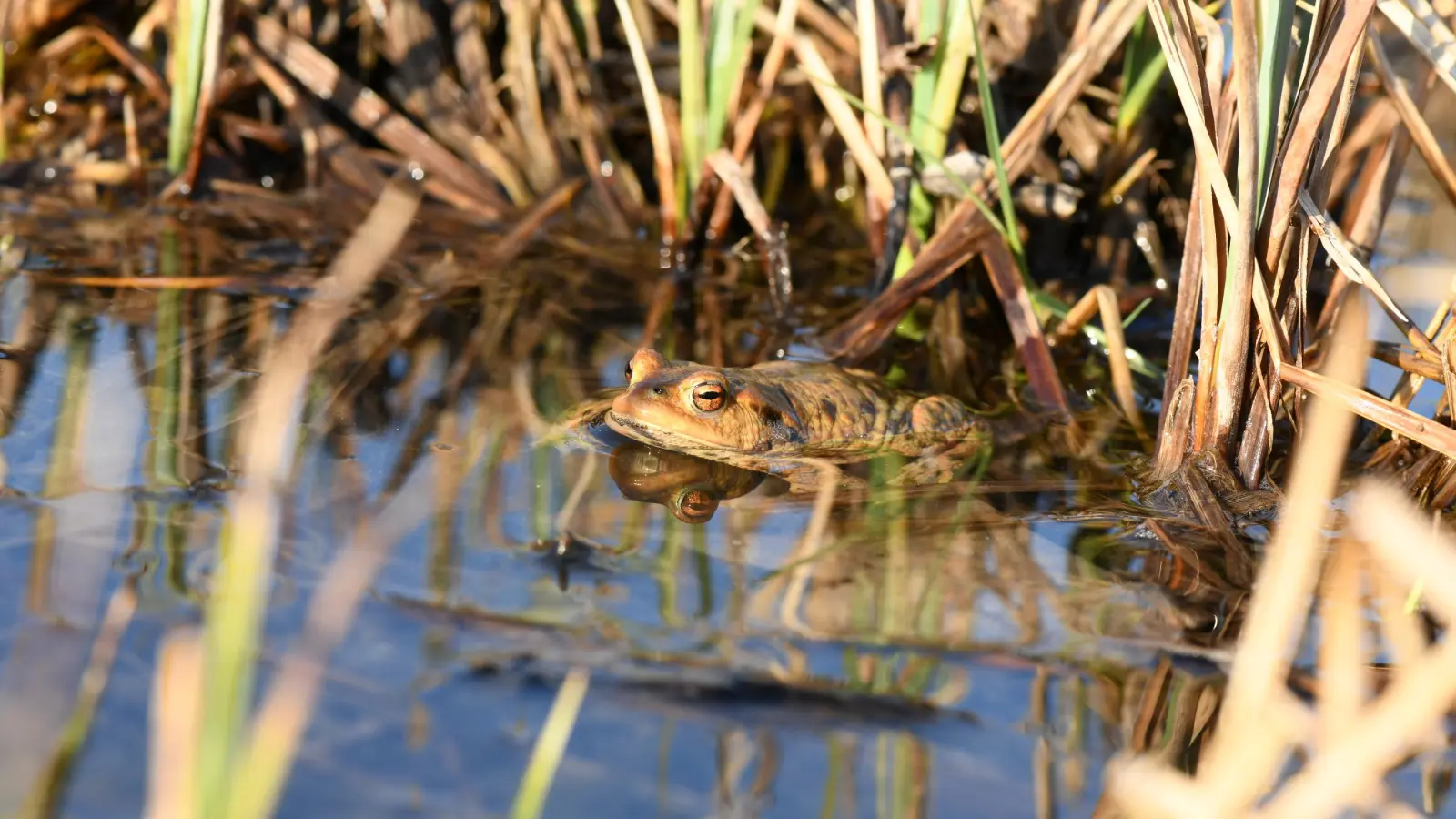 Die Erdkröte, in der Fachsprache Bufo bufo, ist die häufigste heimische Amphibie. Über 57.000 Tiere dieser Art wurden bei der Sammlung in diesem Jahr in Stadt und Landkreis Ansbach gesammelt. (Foto: Michael Hauer)