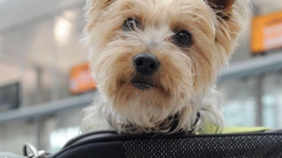 Ab in die Tasche: Kleine Hunde können mitunter in der Kabine mitfliegen. (Foto: Tobias Hase/dpa-tmn)