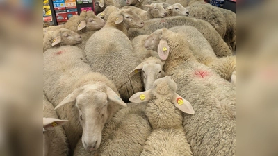 Schafe im Supermarkt - gekauft haben sie nichts. (Foto: -/REWE Group/dpa)