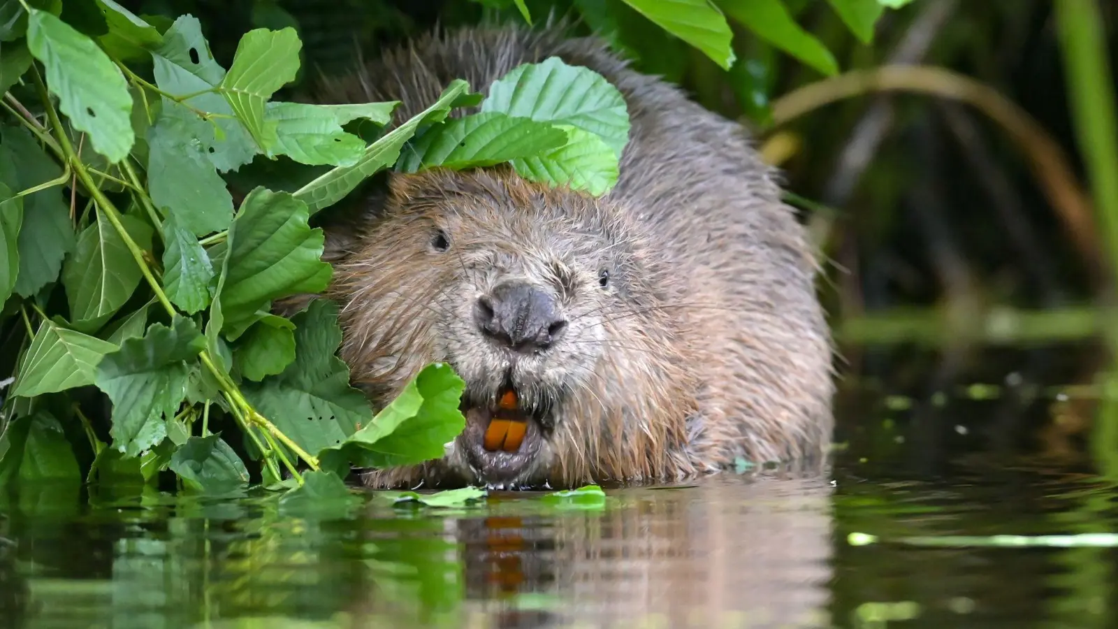 Biber Barbara soll in Frankreich ausgewildert werden, wenn sie wieder gesund ist. (Symbolbild) (Foto: Patrick Pleul/dpa-Zentralbild/dpa)