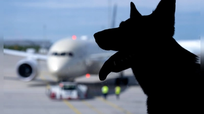 Der Europäische Gerichtshof urteilte zum Schadenersatz wegen eines verlorenen Haustiers auf einer Flugreise. (Symbolbild) (Foto: Sven Hoppe/dpa)