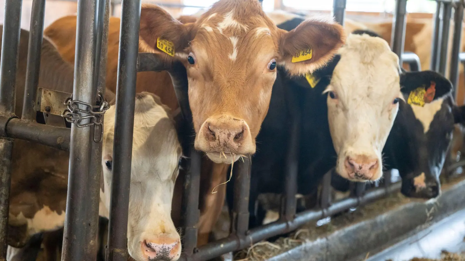 Der Bulle soll mit einem Gewicht von etwa einer Tonne gegen den Landwirt gedrückt haben. (Symbolbild) (Foto: Peter Kneffel/dpa)