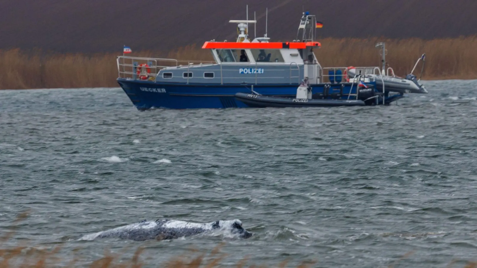 Am Morgen ist der gestrandete Buckelwal frei im Wasser geschwommen.    (Foto: Jens Büttner/dpa)