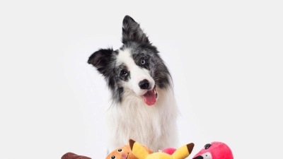 Border Collie Max nahm an einer Studie mit Spielzeug teil. Auch nach zwei Jahren erinnerte er sich noch an die Begriffe. (Foto: Cooper Photo//Genius Dog Challenge/dpa)