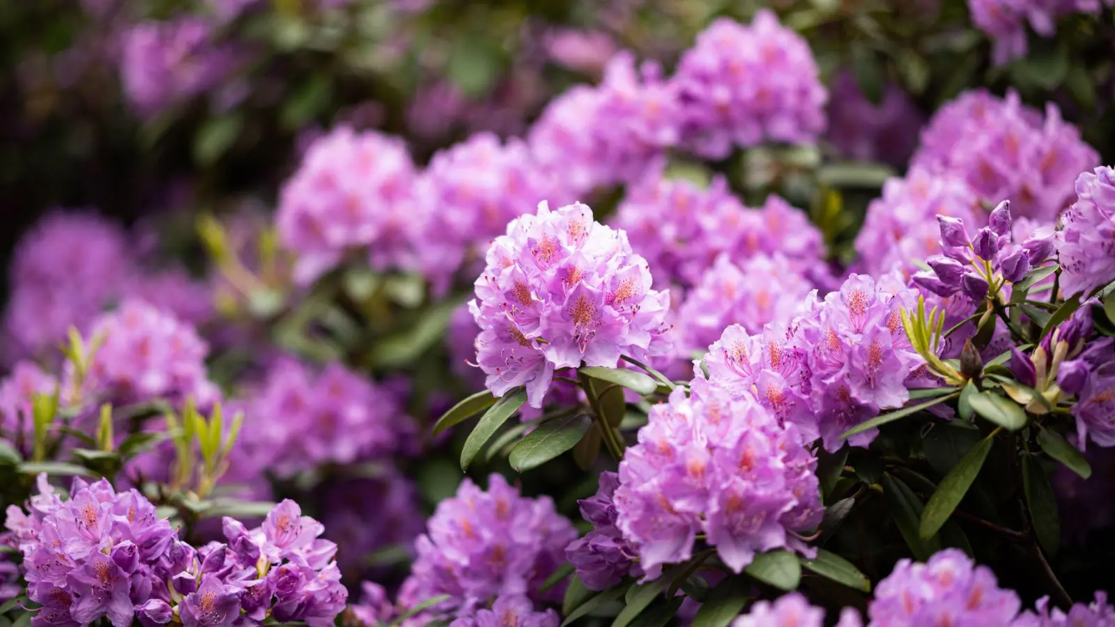 So prachtvoll blüht der Rhododendron! Damit das so bleibt, sollte man die Rhododendronzikade von der Pflanze fernhalten, zum Beispiel mit einer Gelbtafel. (Foto: Daniel Reinhardt/dpa/dpa-tmn)