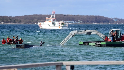 Der Schwimmbagger arbeitet direkt um den gestrandeten Wal herum.  (Foto: Daniel Bockwoldt/dpa)